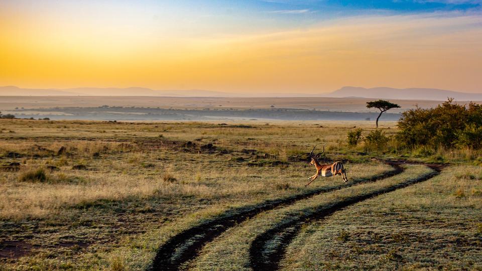 Waarom kiezen voor een safari Afrika?